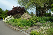 Cut Flower Garden