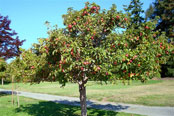 Orchard