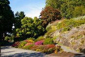 Rock & Alpine Garden
